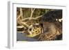 Green Sea Turtle-null-Framed Photographic Print