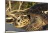 Green Sea Turtle-null-Mounted Photographic Print