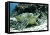 Green Sea Turtles (Chelonia Mydas) Common around Pom Pom Island-Louise Murray-Framed Stretched Canvas