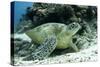 Green Sea Turtles (Chelonia Mydas) Common around Pom Pom Island-Louise Murray-Stretched Canvas