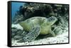 Green Sea Turtles (Chelonia Mydas) Common around Pom Pom Island-Louise Murray-Framed Stretched Canvas