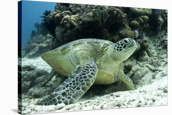 Green Sea Turtles (Chelonia Mydas) Common around Pom Pom Island-Louise Murray-Stretched Canvas