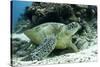 Green Sea Turtles (Chelonia Mydas) Common around Pom Pom Island-Louise Murray-Stretched Canvas