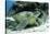 Green Sea Turtles (Chelonia Mydas) Common around Pom Pom Island-Louise Murray-Stretched Canvas