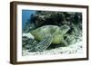 Green Sea Turtles (Chelonia Mydas) Common around Pom Pom Island-Louise Murray-Framed Photographic Print