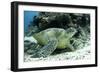 Green Sea Turtles (Chelonia Mydas) Common around Pom Pom Island-Louise Murray-Framed Photographic Print