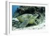 Green Sea Turtles (Chelonia Mydas) Common around Pom Pom Island-Louise Murray-Framed Photographic Print