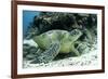 Green Sea Turtles (Chelonia Mydas) Common around Pom Pom Island-Louise Murray-Framed Photographic Print