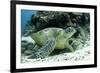 Green Sea Turtles (Chelonia Mydas) Common around Pom Pom Island-Louise Murray-Framed Photographic Print