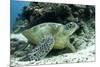 Green Sea Turtles (Chelonia Mydas) Common around Pom Pom Island-Louise Murray-Mounted Photographic Print