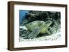 Green Sea Turtles (Chelonia Mydas) Common around Pom Pom Island-Louise Murray-Framed Photographic Print