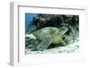 Green Sea Turtles (Chelonia Mydas) Common around Pom Pom Island-Louise Murray-Framed Photographic Print