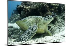 Green Sea Turtles (Chelonia Mydas) Common around Pom Pom Island-Louise Murray-Mounted Photographic Print