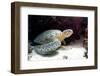 Green Sea Turtles (Chelonia Mydas) Common at Pom Pom Island-Louise Murray-Framed Photographic Print