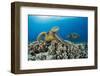 Green sea turtles (Chelonia mydas) on corals, Hawaii-David Fleetham-Framed Photographic Print