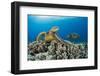 Green sea turtles (Chelonia mydas) on corals, Hawaii-David Fleetham-Framed Photographic Print