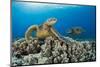 Green sea turtles (Chelonia mydas) on corals, Hawaii-David Fleetham-Mounted Photographic Print