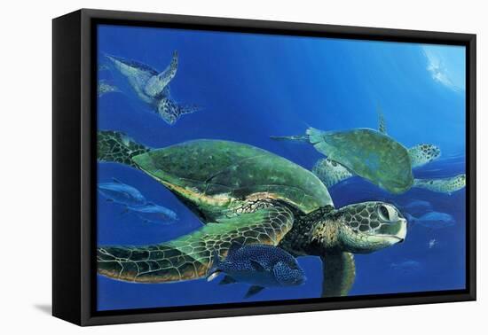 Green Sea Turtles-Durwood Coffey-Framed Stretched Canvas