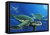 Green Sea Turtles-Durwood Coffey-Framed Stretched Canvas