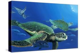 Green Sea Turtles-Durwood Coffey-Stretched Canvas