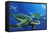 Green Sea Turtles-Durwood Coffey-Framed Stretched Canvas