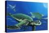 Green Sea Turtles-Durwood Coffey-Stretched Canvas