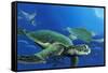 Green Sea Turtles-Durwood Coffey-Framed Stretched Canvas