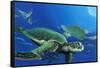 Green Sea Turtles-Durwood Coffey-Framed Stretched Canvas