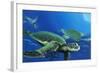 Green Sea Turtles-Durwood Coffey-Framed Giclee Print