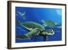 Green Sea Turtles-Durwood Coffey-Framed Giclee Print