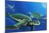 Green Sea Turtles-Durwood Coffey-Mounted Giclee Print