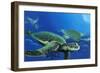 Green Sea Turtles-Durwood Coffey-Framed Giclee Print