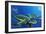 Green Sea Turtles-Durwood Coffey-Framed Giclee Print