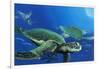 Green Sea Turtles-Durwood Coffey-Framed Giclee Print