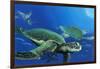 Green Sea Turtles-Durwood Coffey-Framed Giclee Print