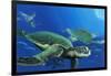 Green Sea Turtles-Durwood Coffey-Framed Giclee Print