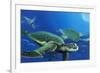 Green Sea Turtles-Durwood Coffey-Framed Giclee Print