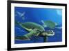 Green Sea Turtles-Durwood Coffey-Framed Giclee Print