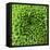 GREEN SHAMROCK CHRYSANTHEMUM-Clive Nichols-Framed Stretched Canvas