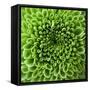 GREEN SHAMROCK CHRYSANTHEMUM-Clive Nichols-Framed Stretched Canvas