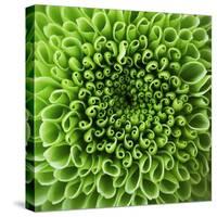 GREEN SHAMROCK CHRYSANTHEMUM-Clive Nichols-Stretched Canvas