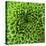 GREEN SHAMROCK CHRYSANTHEMUM-Clive Nichols-Stretched Canvas