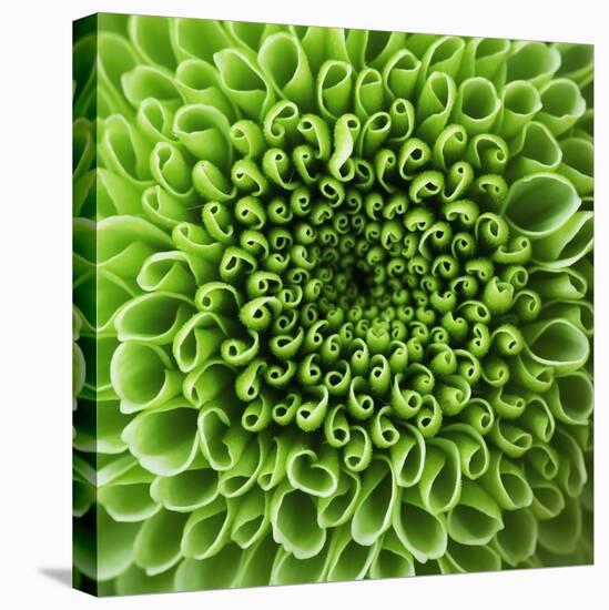 GREEN SHAMROCK CHRYSANTHEMUM-Clive Nichols-Stretched Canvas