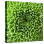 GREEN SHAMROCK CHRYSANTHEMUM-Clive Nichols-Stretched Canvas