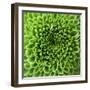 GREEN SHAMROCK CHRYSANTHEMUM-Clive Nichols-Framed Photographic Print