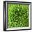 GREEN SHAMROCK CHRYSANTHEMUM-Clive Nichols-Framed Photographic Print