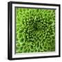 GREEN SHAMROCK CHRYSANTHEMUM-Clive Nichols-Framed Photographic Print