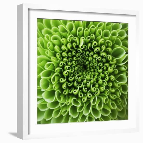 GREEN SHAMROCK CHRYSANTHEMUM-Clive Nichols-Framed Photographic Print