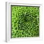 GREEN SHAMROCK CHRYSANTHEMUM-Clive Nichols-Framed Photographic Print