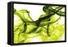Green Smoke-GI ArtLab-Framed Stretched Canvas